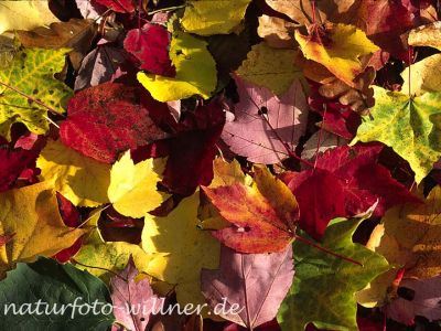 Herbstlaub