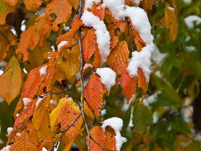 Herbstlaub Hainbuche im Schnee Foto Wolfgang Willner Naturfoto-14