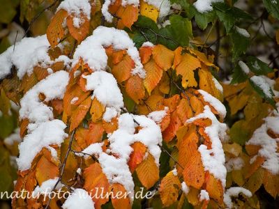 Herbstlaub Hainbuche im Schnee Foto Wolfgang Willner Naturfoto-2