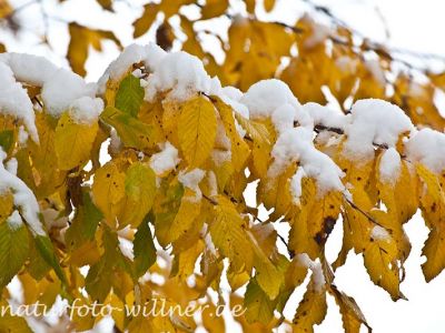 Herbstlaub Hainbuche im Schnee Foto Wolfgang Willner Naturfoto-43