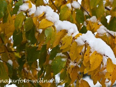 Herbstlaub Hainbuche im Schnee Foto Wolfgang Willner Naturfoto-48