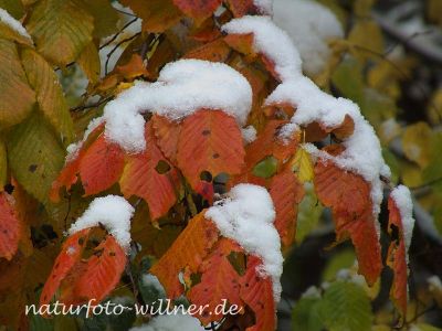 Herbstlaub Hainbuche im Schnee Foto Wolfgang Willner Naturfoto-5-2