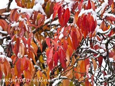 Herbstlaub Kirsche im Schnee Foto Wolfgang Willner Naturfoto-13