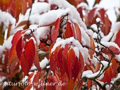 Herbstlaub Kirsche im Schnee Foto Wolfgang Willner Naturfoto-6