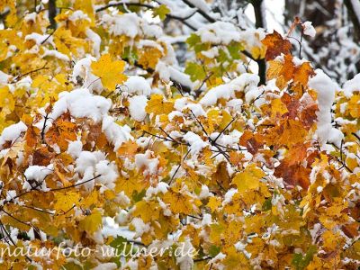 Herbstlaub Spitzahorn im Schnee Foto Wolfgang Willner Naturfoto-2
