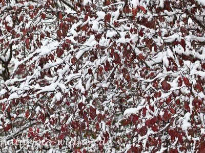 Herbstlaub im Schnee Foto Wolfgang Willner Naturfoto-2-2