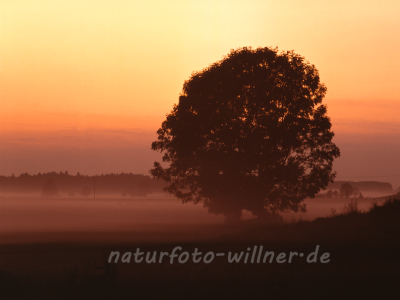 Naturfoto Willner Naturfoto Willner