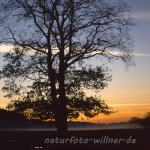 Naturfoto Willner Naturfoto Willner