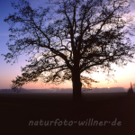 Naturfoto Willner Naturfoto Willner