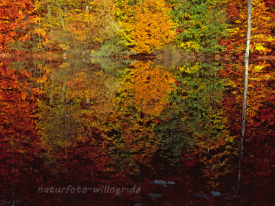Naturfoto Willner Naturfoto Willner