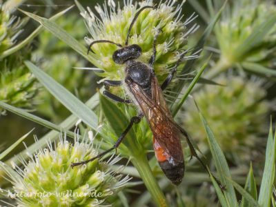 Heuschreckensandwespe (Sphex funerarius, Sphex rufocinetus) Foto W. Willner 11