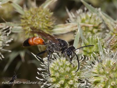 Heuschreckensandwespe (Sphex funerarius, Sphex rufocinetus) Foto W. Willner IMG_8307