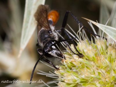 Heuschreckensandwespe (Sphex funerarius, Sphex rufocinetus) Foto W. Willner MG_8420
