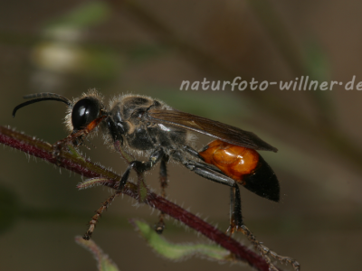 Heuschreckensandwespe (Sphex rufocinctus) 4 Foto W. Willner