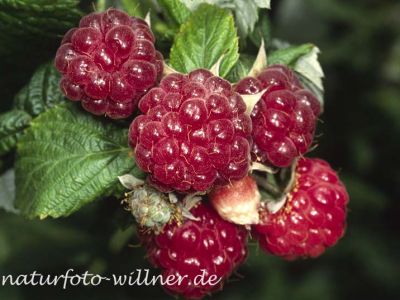 Himbeere (Rubus idaeus)