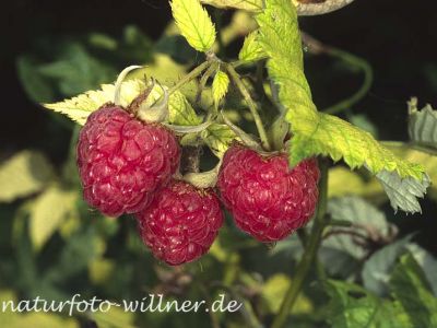 Himbeere (Rubus idaeus)