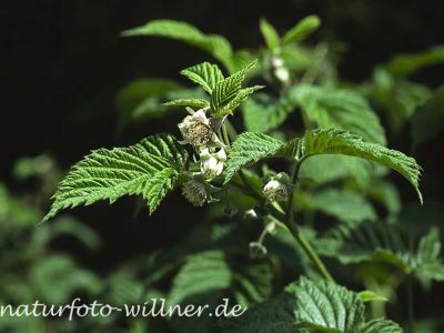 Himbeere (Rubus idaeus)