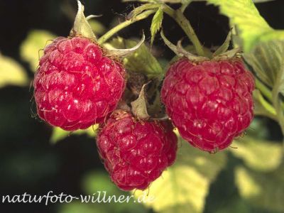 Himbeere (Rubus idaeus)