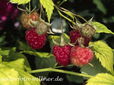 Himbeere (Rubus idaeus)