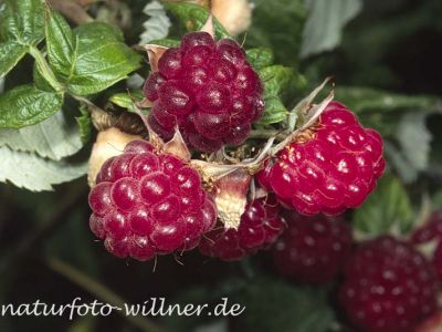 Himbeere (Rubus idaeus)
