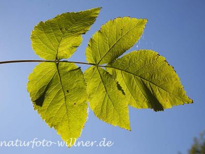 Himbeere Rubus idaeus Foto Wolfgang Willner Naturfoto-2