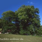 Hindenburglinde Sommerlinde (Tilia platyphyllos) Gemeinde Ramsau bei Berchtesgaden Foto W. Willner 702