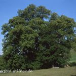 Hindenburglinde Sommerlinde (Tilia platyphyllos) Gemeinde Ramsau bei Berchtesgaden Foto W.Willner 194.