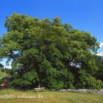 Hindenburglinde Sommerlinde (Tilia platyphyllos) Gemeinde Ramsau bei Berchtesgaden Foto W.Willner 600.