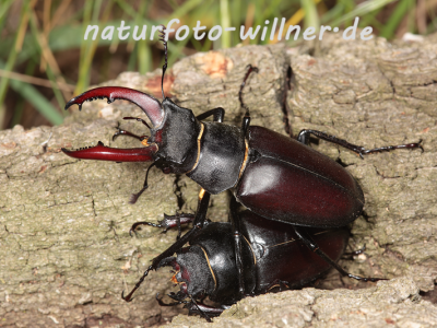 Hirschkäfer Foto W. Willner142