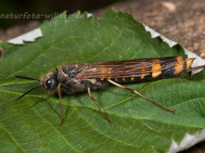 Holzwespe (Tremex fuscicornis) Naturfoto Willner