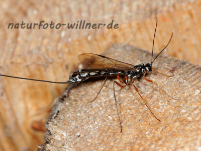Holzwespen-Schlupfwespe (Rhyssa persuasoria) Naturfoto Willner