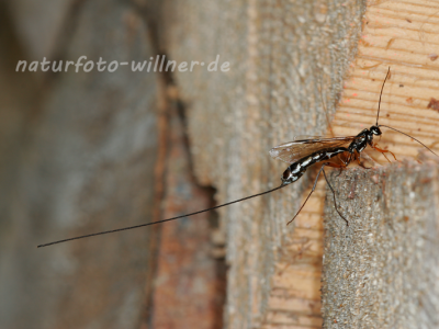 Holzwespen-Schlupfwespe (Rhyssa persuasoria) 6 Foto W. Willner