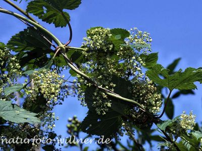 Hopfen (Humulus lupulus)