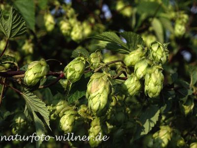 Hopfen (Humulus lupulus)