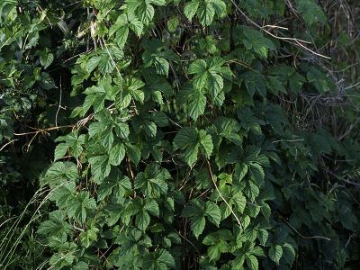 Hopfen (Humulus lupulus)