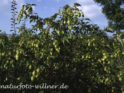 Hopfen Foto W. Willner19