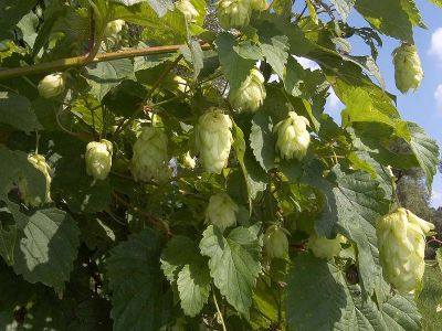 Hopfen Foto W. Willner20