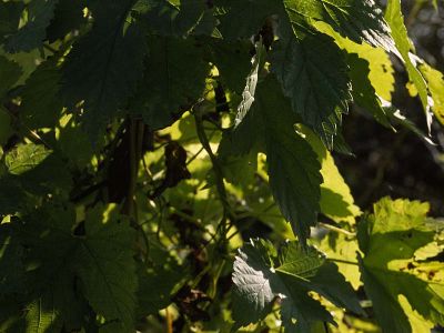 Hopfen (Humulus lupulus)
