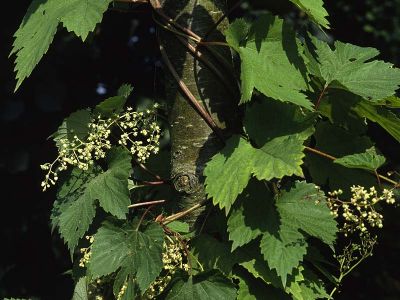 Hopfen (Humulus lupulus)