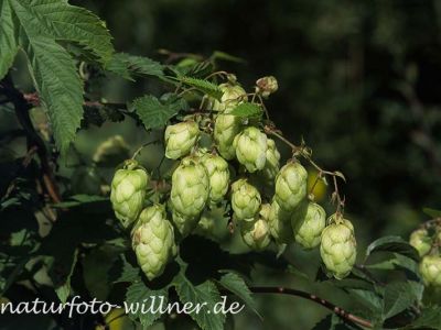Hopfen (Humulus lupulus)
