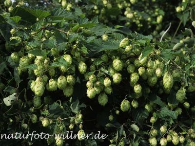 Hopfen (Humulus lupulus)