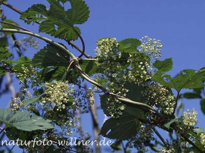 Hopfen (Humulus lupulus)