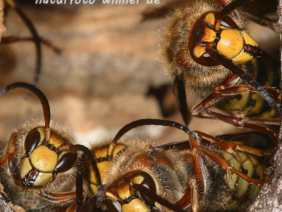 Hornissen am Nesteingang 21 Foto W. Willner