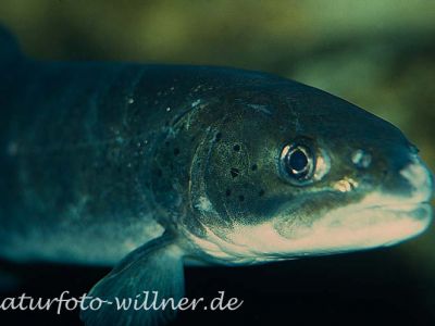 Huchen (Hucho hucho) Foto W. Willner_8946