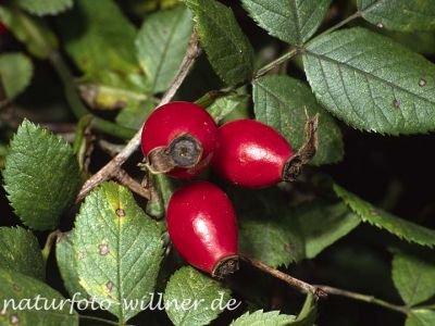 Hunds-Rose (Rosa canina)