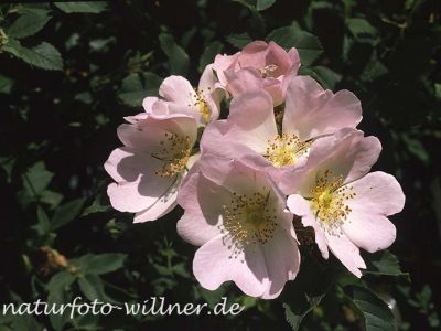 Hunds-Rose 12 Foto W. Willner