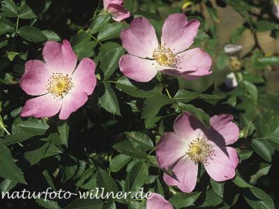 Hunds-Rose 13 Foto W. Willner