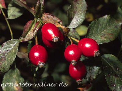 Hundsrose (Rosa canina)