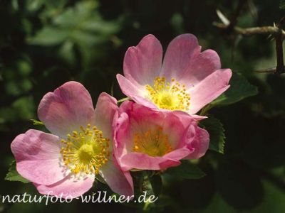 Hundsrose (Rosa canina)