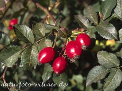 Hundsrose (Rosa canina)